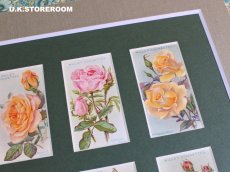 画像5: CO160 Wills's Cigarettes  ウィルズシガレットカード ローズ A (5)