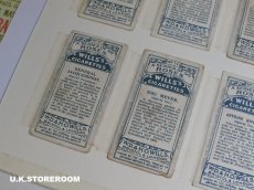 画像9: CO157 Wills's Cigarettes  ウィルズシガレットカード ローズ D (9)
