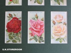 画像6: CO157 Wills's Cigarettes  ウィルズシガレットカード ローズ D (6)