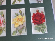 画像6: CO160 Wills's Cigarettes  ウィルズシガレットカード ローズ A (6)