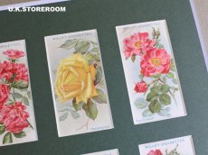 画像7: CO159 Wills's Cigarettes  ウィルズシガレットカード ローズ B (7)